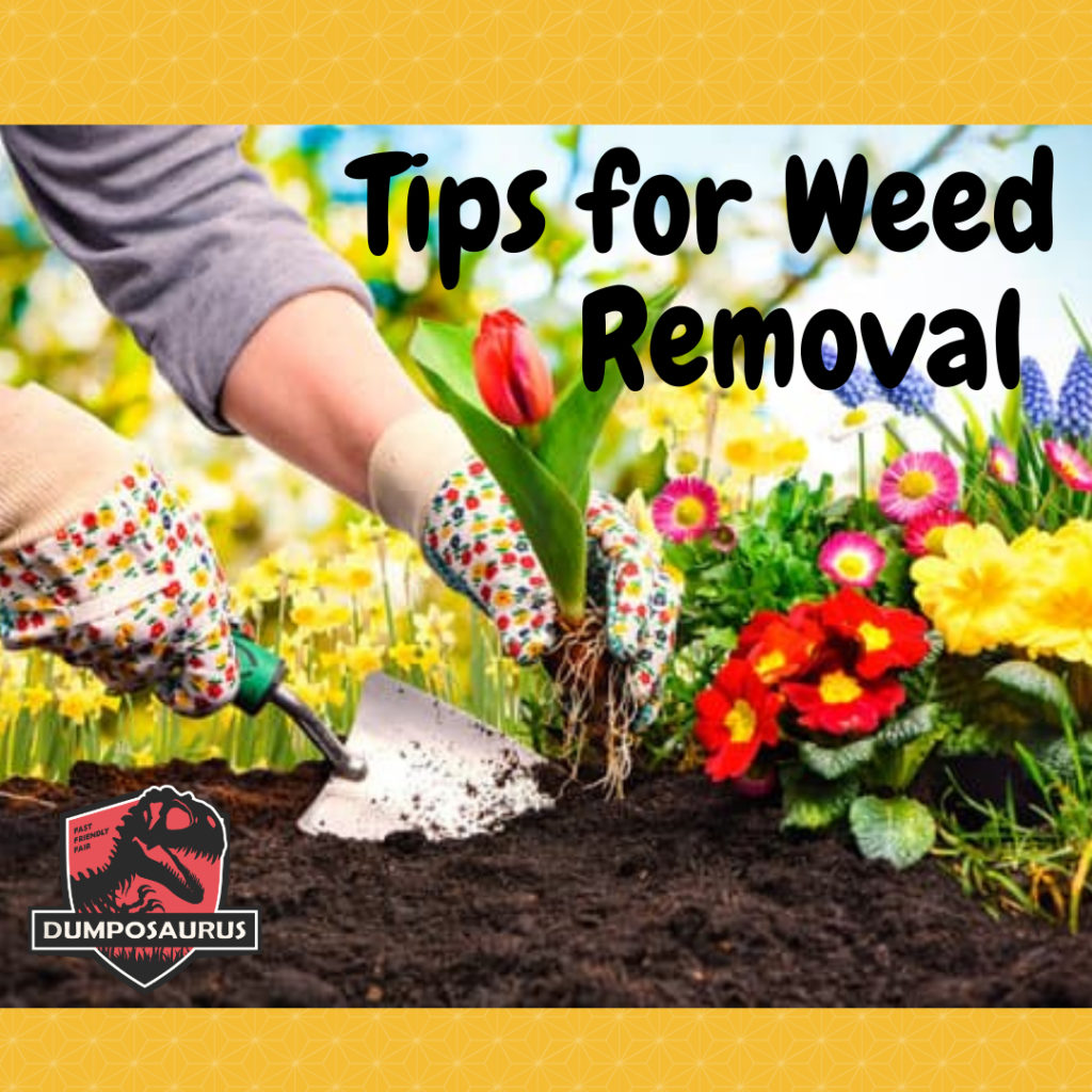 Tips-for-Weed-Removal-in-Central-Texas