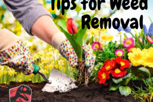 Tips-for-Weed-Removal-in-Central-Texas